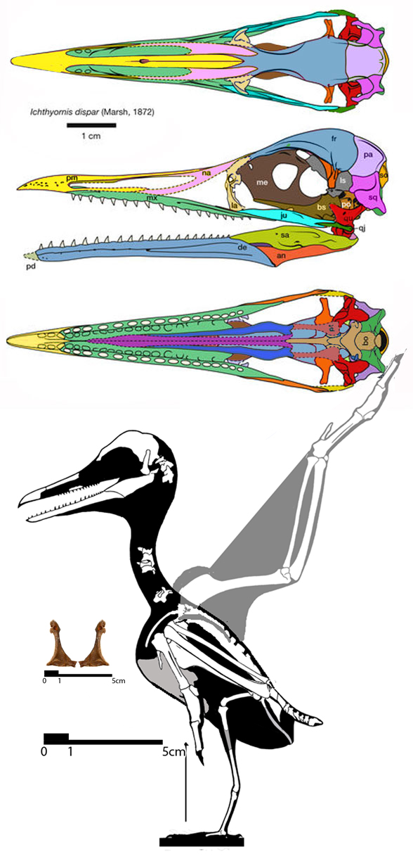 Ichthyornis reconstruction