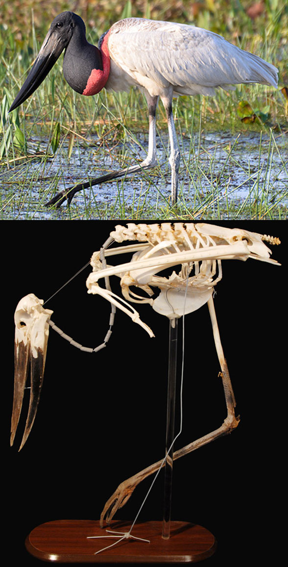 Jabiru skeleton