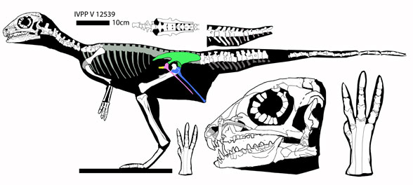 Jeholosaurus