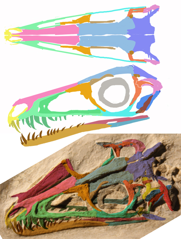 Juravenator skull