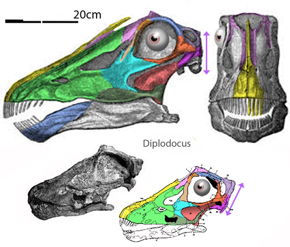 Juvenile Diplodocus skull