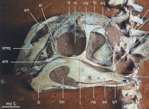 Rollover image of Khaan skull
