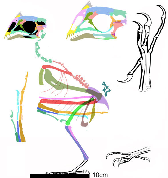 Omnivoropteryx