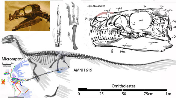 Ornitholestes