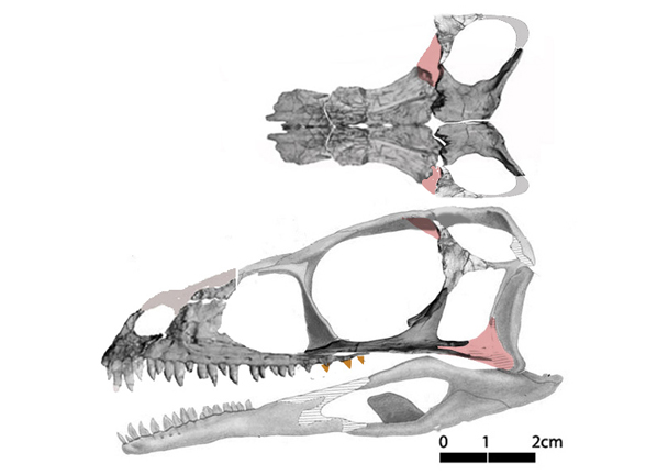 Pampadromaeus skull