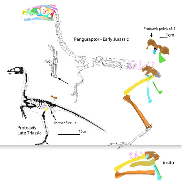 Panguraptor and Protoavis