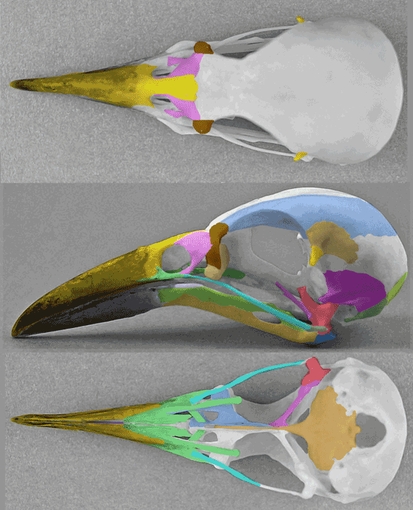 Paradisaea minor skull