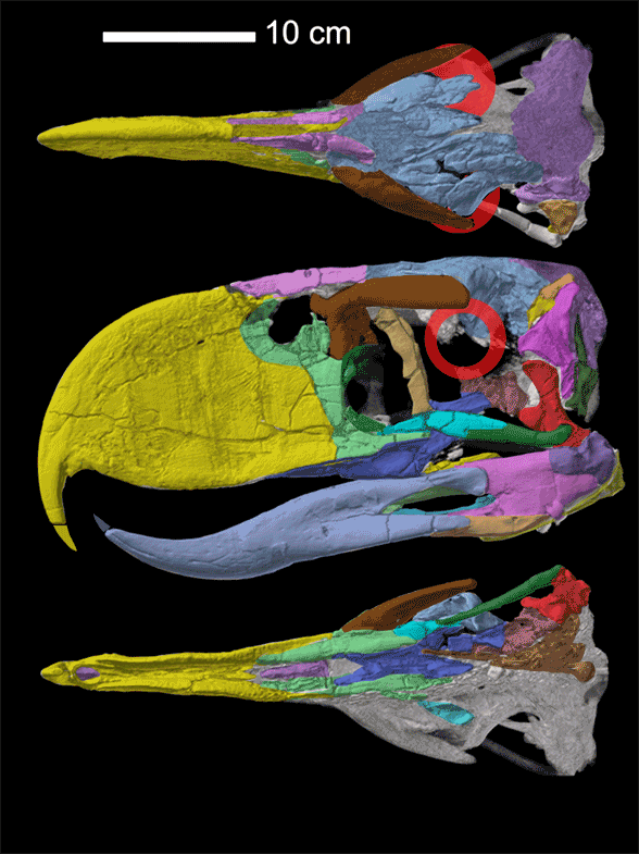 Phorusrhacos skull in 3 views