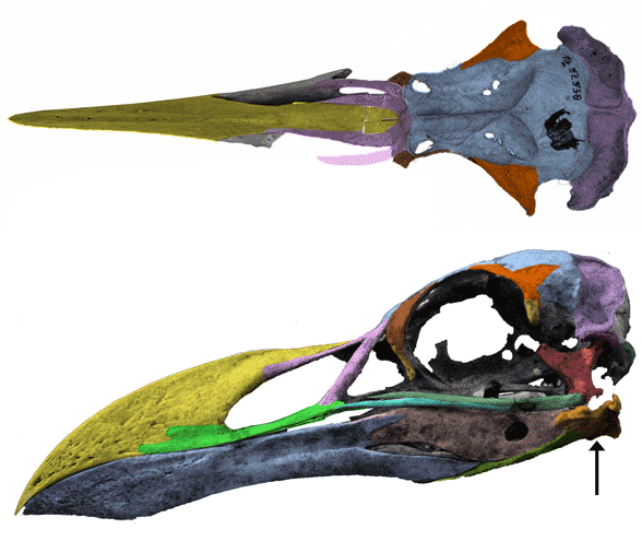 Pinguinus skull