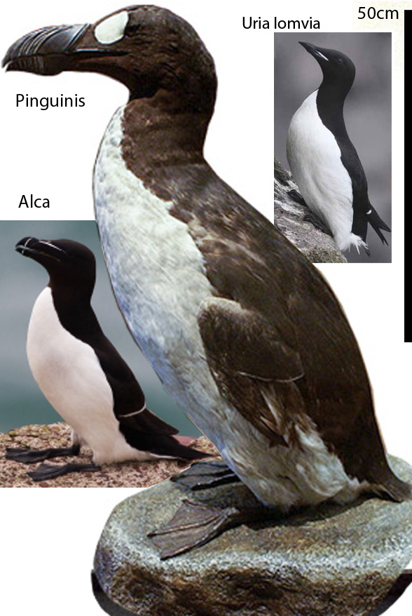 Pinguinis and Alca in vivo