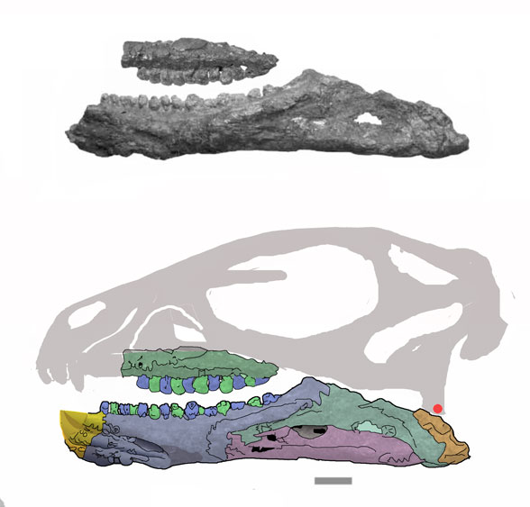 Pisanosaurus jaws