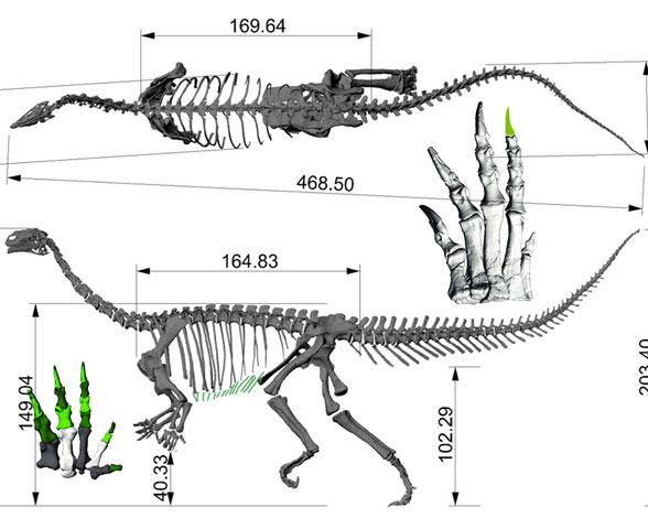 Plateosaurus skeleton