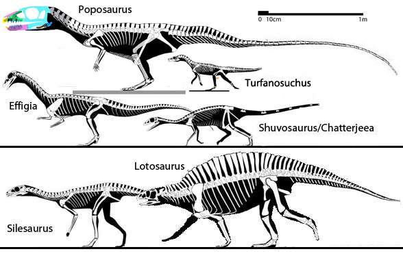 Poposaurids