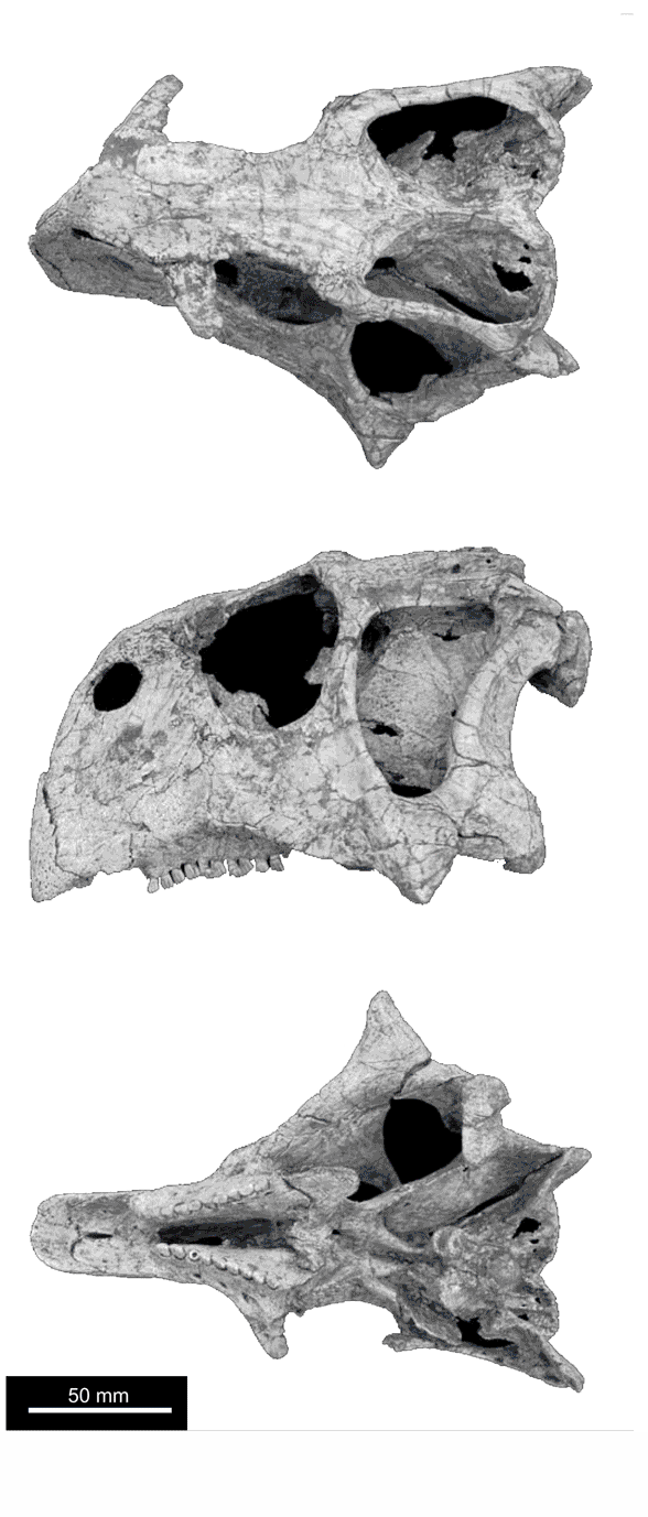 Psittacosaurus major skull