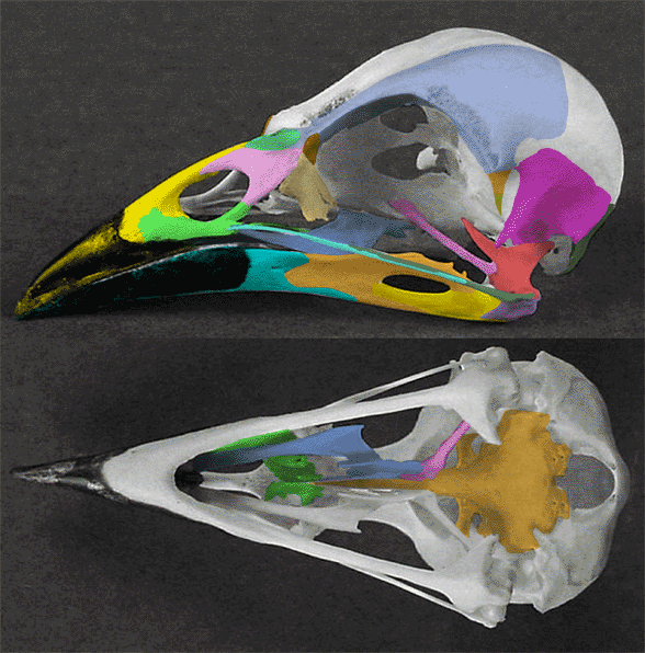 Quiscalus skull