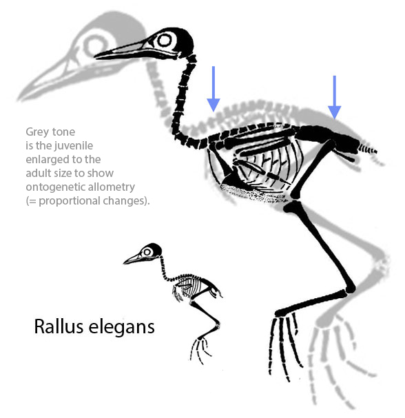 Rallus elegans skeleton