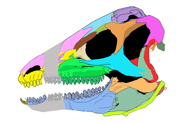 Scelidosaurus skull