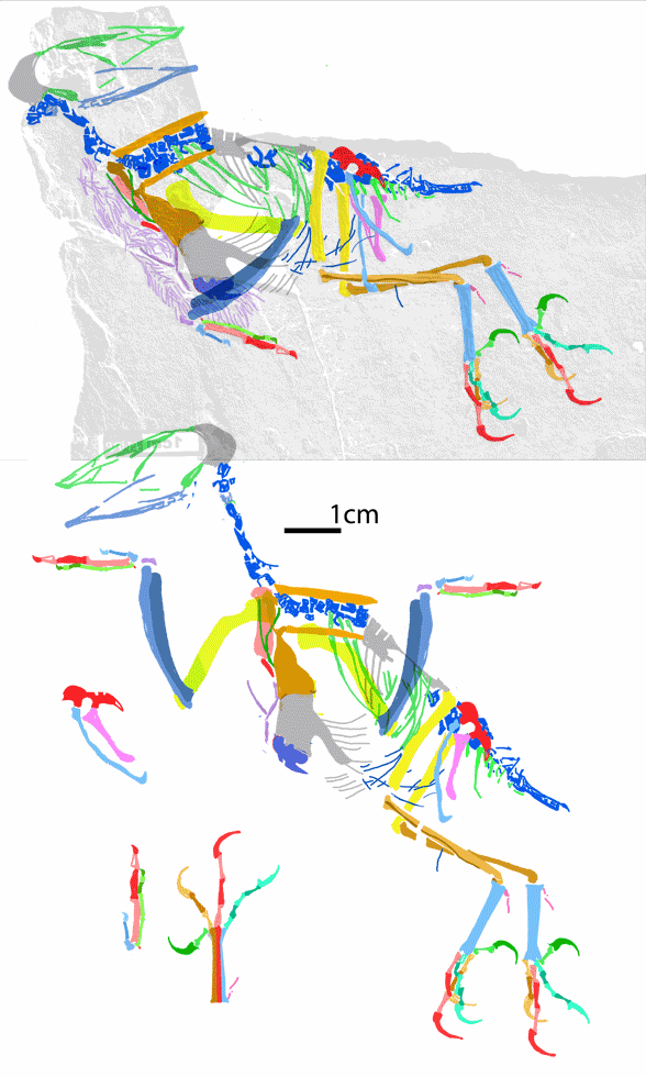 Sinornis in situ and reconstructed