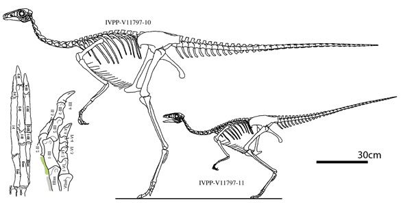 Sinornithomimus skeleton
