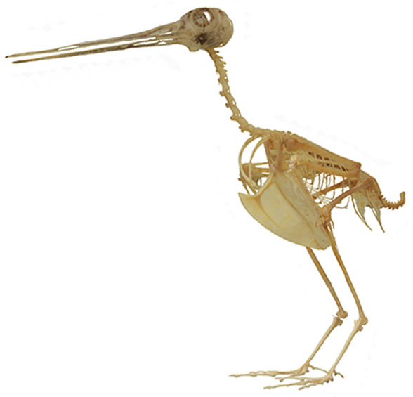 Snipe Gallinago skeleton