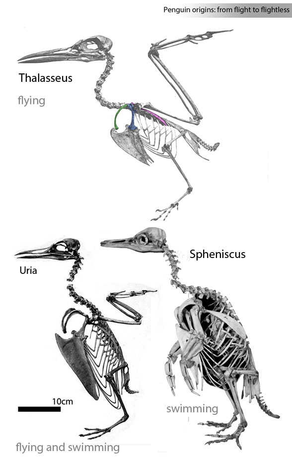 The origin of penguins from terns and guillemots