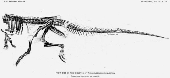 Thescelosaurus postcrania