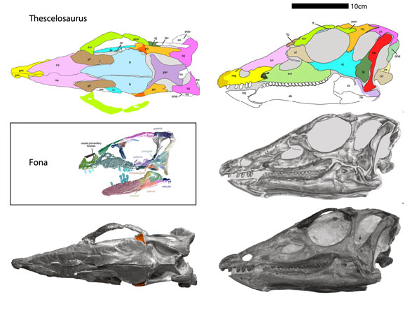 Thescelosaurus skull
