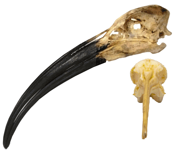 Threskiornis skull