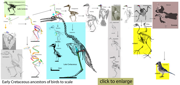 Early Cretaceous birds link