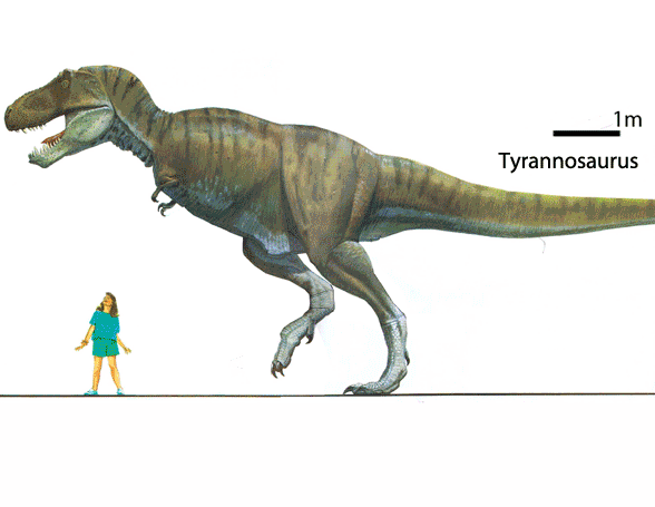 Zhenyuanlong compared to Tyrannosaurus