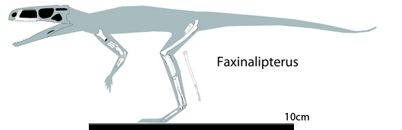 Faxinalipterus to scale with Scleromochlus
