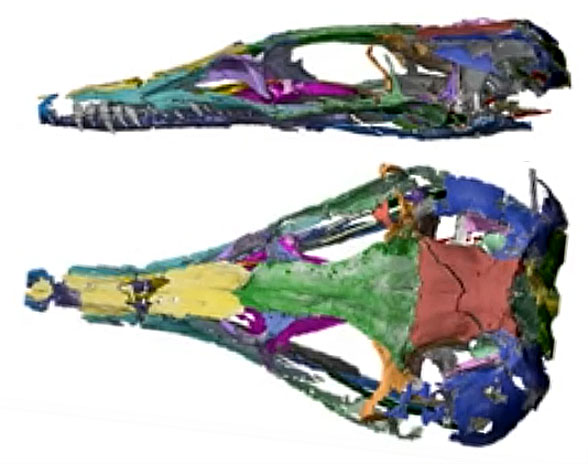 Litargosuchus CT scan