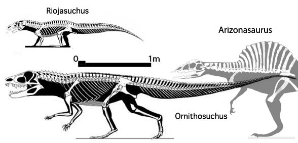 Ornithosuchus and Riojasuchus to scale