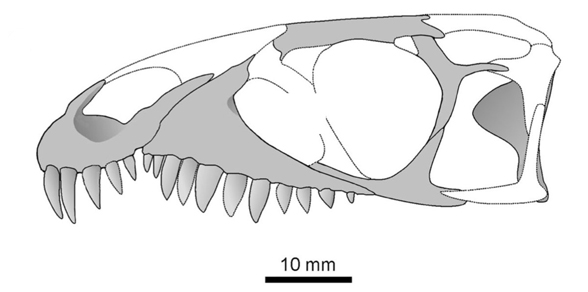 Polymorphodon skull parts
