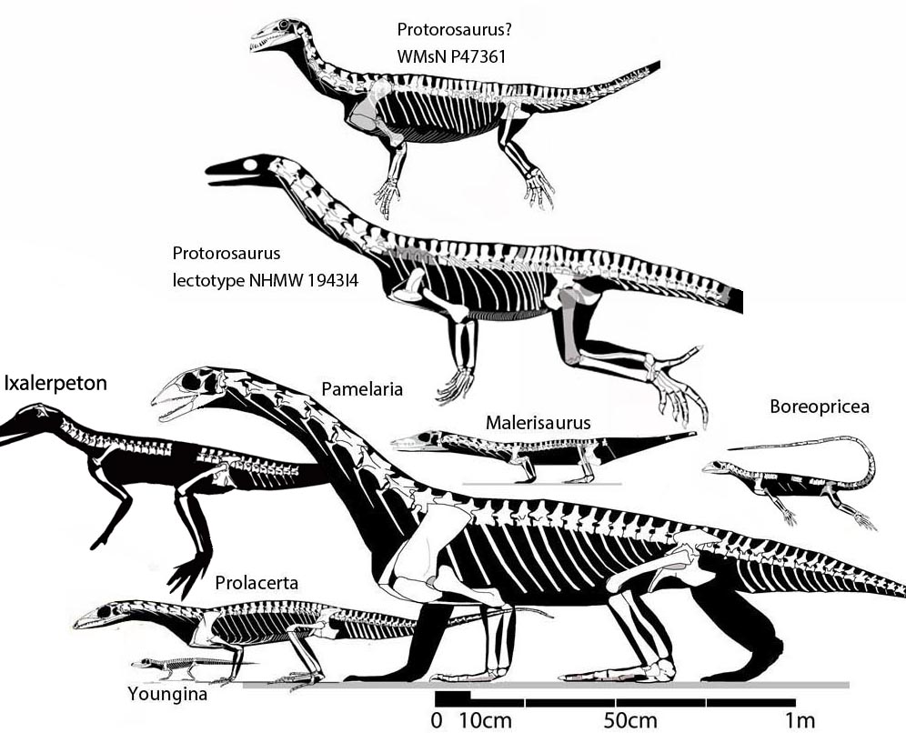 Several protorosaurs, Protorosaurus, Prolacerta, Pameleria, Malerisaurus and Boreopricea