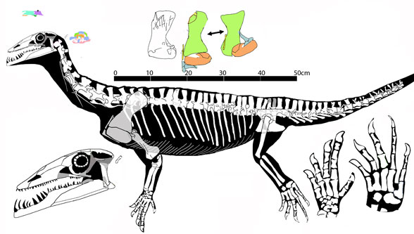 Protorosaurus 