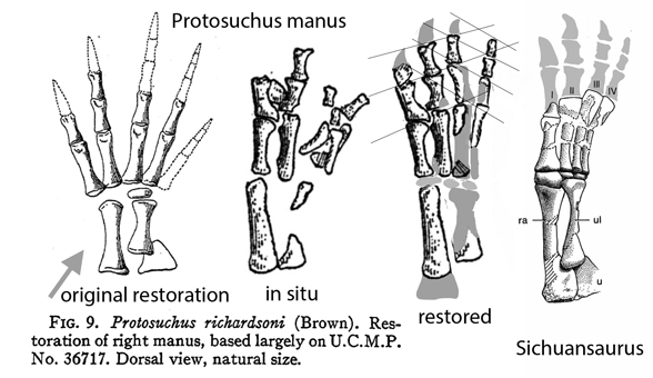 Protosuchus manus reconstructions