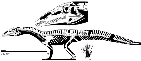 Qianosuchus