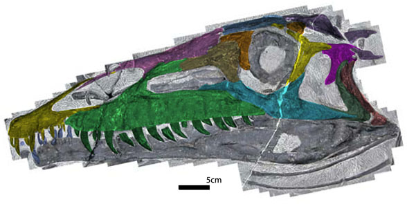 Qianosuchus skull