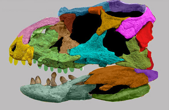 Revueltosaurus skull lateral
