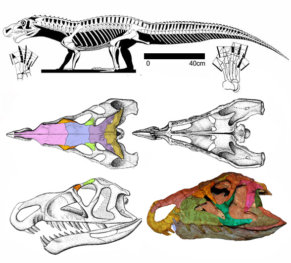 Riojasuchus