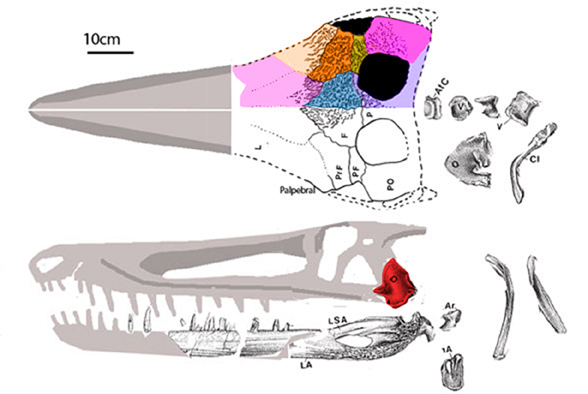 Sikannisuchus