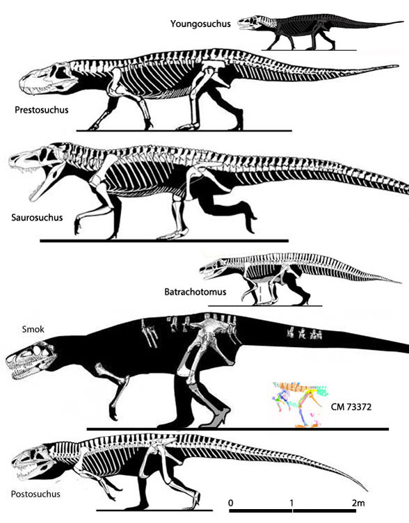 Smok compared to Postosuchus
