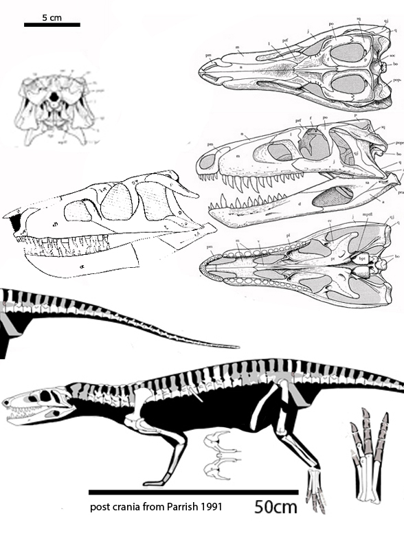 Sphenosuchus