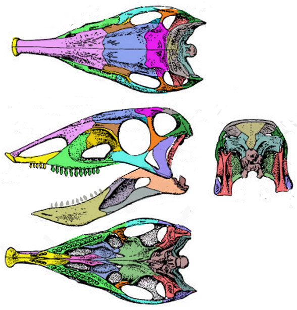 Stagonolepis skull