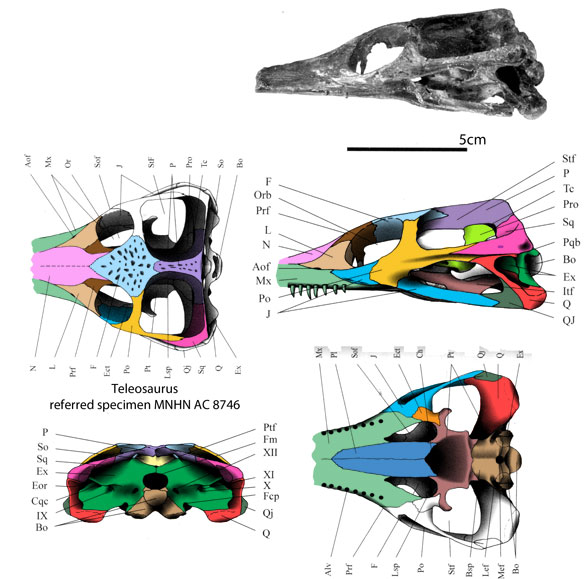 Teleosaurus skull referred specimen