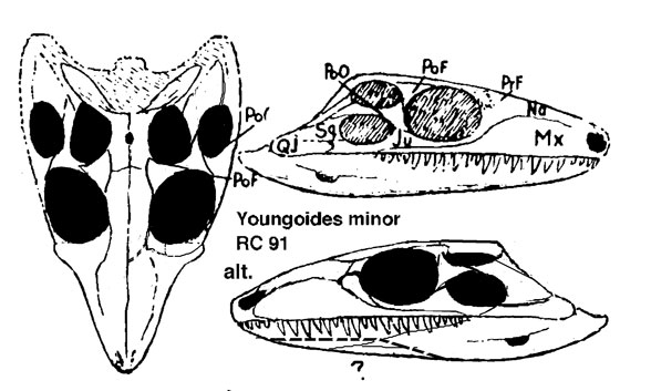 Youngoides minor RC91
