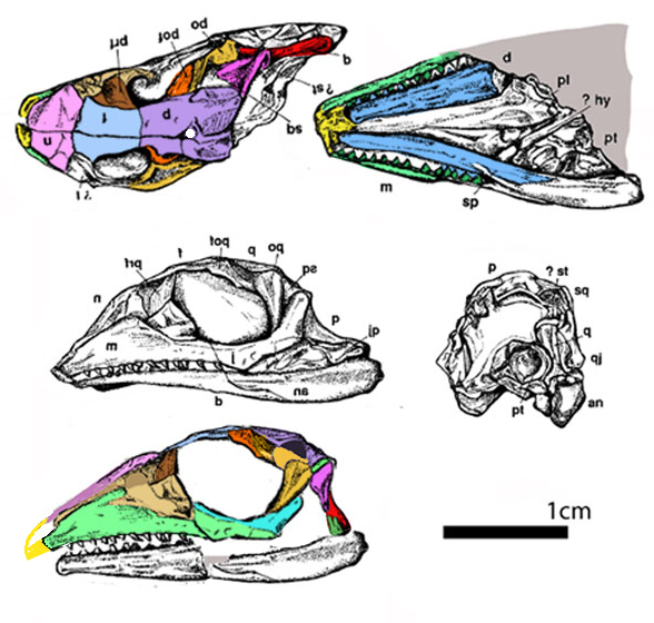 Boreopricea skull