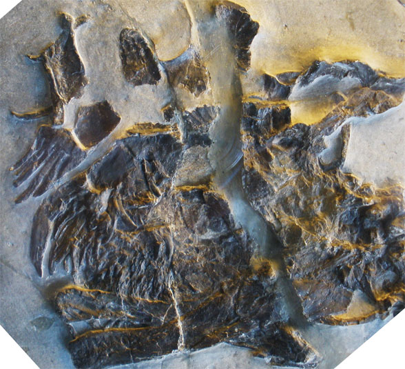 Helveticosaurus in situ