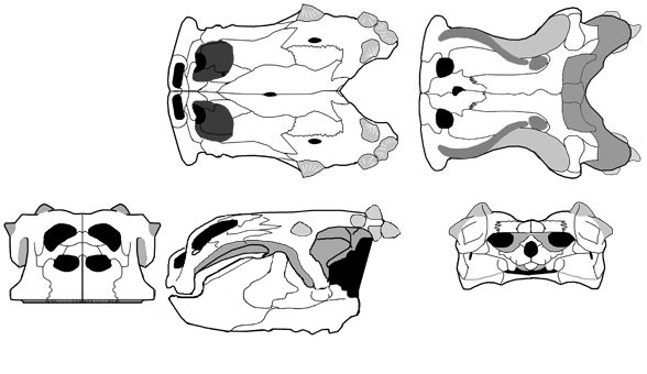 Henodus skull